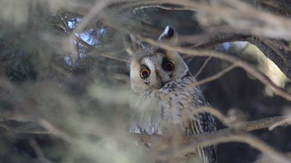 Long-eared Owl
