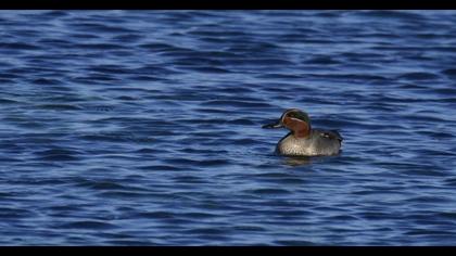 Eurasian Teal