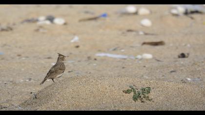 Crested Lark