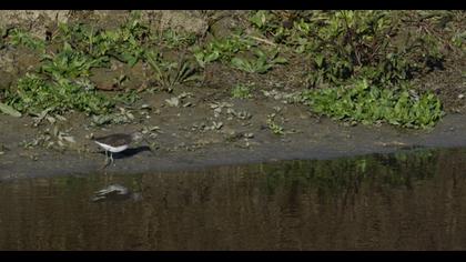 Green Sandpiper