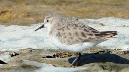 Little Stint