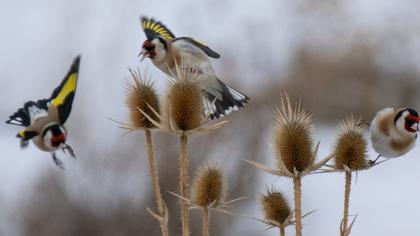 European Goldfinch