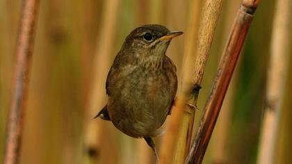 River Warbler