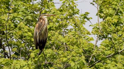 Purple Heron