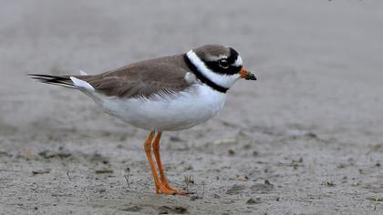 Common Ringed Plover