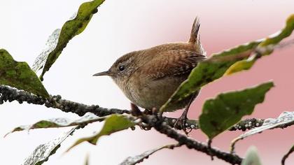 Eurasian Wren