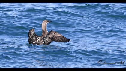 Black-throated Loon