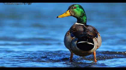 Mallard