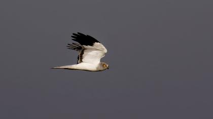 Hen Harrier