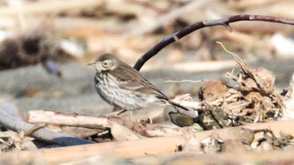 Buff-bellied Pipit