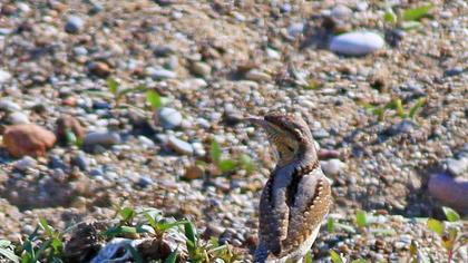 Eurasian Wryneck