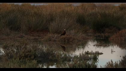 Western Marsh Harrier