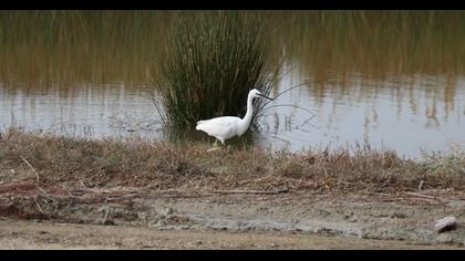 Little Egret