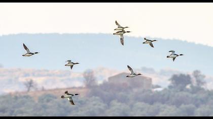Red-breasted Merganser