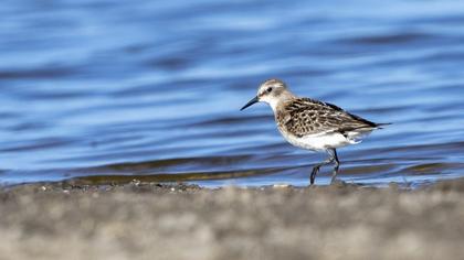 Little Stint