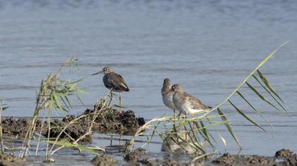 Common Redshank