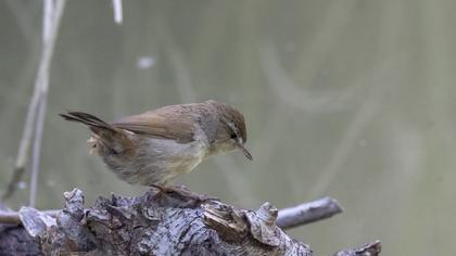 Cetti`s Warbler