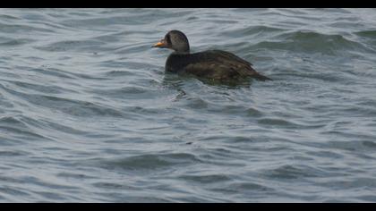 Common Scoter