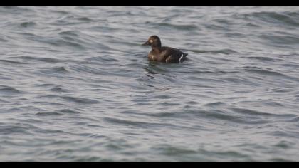 Velvet Scoter