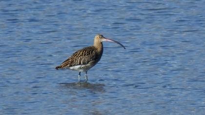 Eurasian Curlew