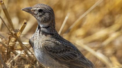 Calandra Lark