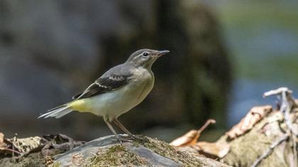 Grey Wagtail