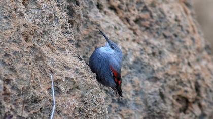 Wallcreeper
