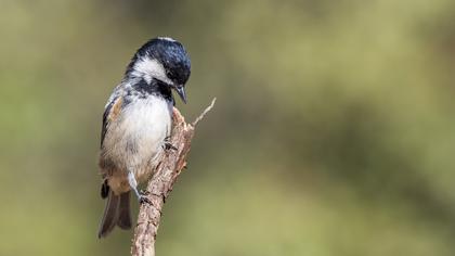 Coal Tit