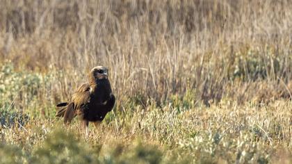 Western Marsh Harrier
