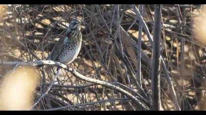 Fieldfare