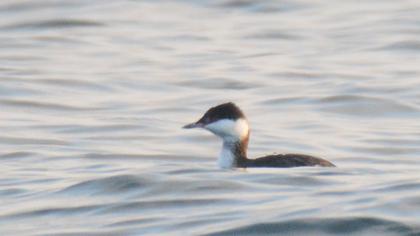 Horned Grebe