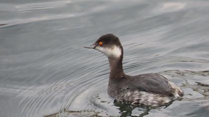 Black-necked Grebe