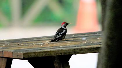 Middle Spotted Woodpecker