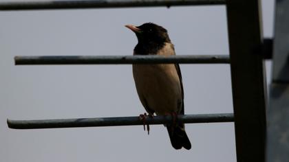 Rosy Starling