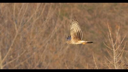Hen Harrier