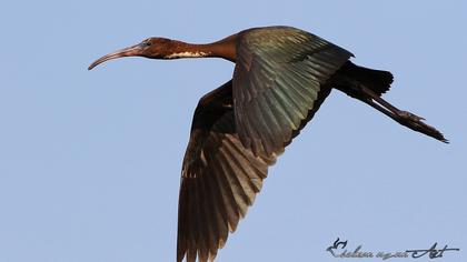 Glossy Ibis
