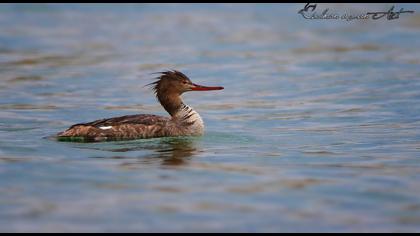 Red-breasted Merganser