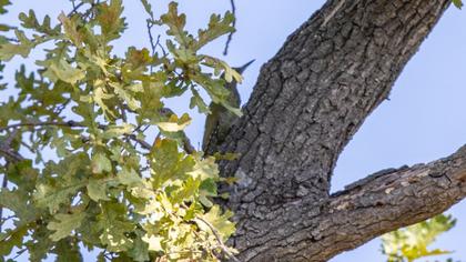European Green Woodpecker
