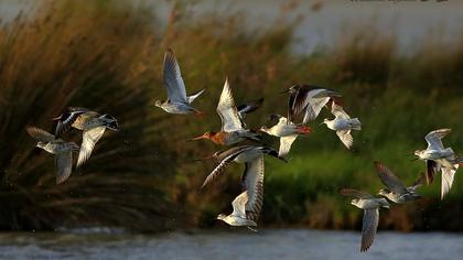 Black-tailed Godwit
