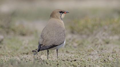 Collared Pratincole
