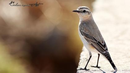 Northern Wheatear