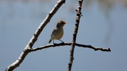 Eastern Olivaceous Warbler