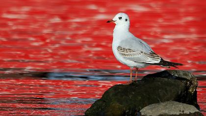 Black-headed Gull