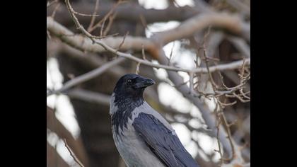 Hooded Crow