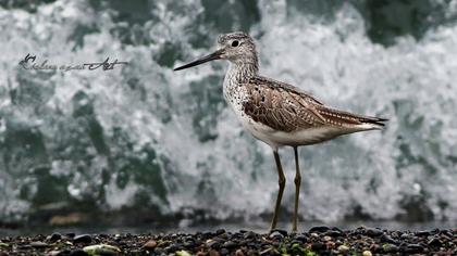 Common Greenshank