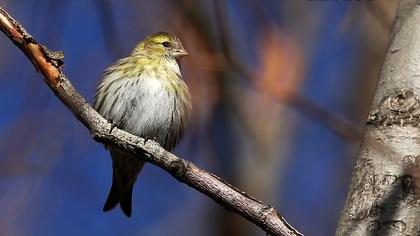 Eurasian Siskin