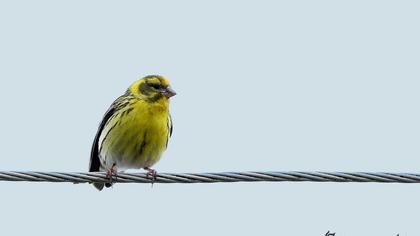 European Serin