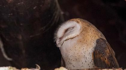 Western Barn Owl