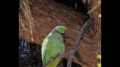 Rose-ringed Parakeet