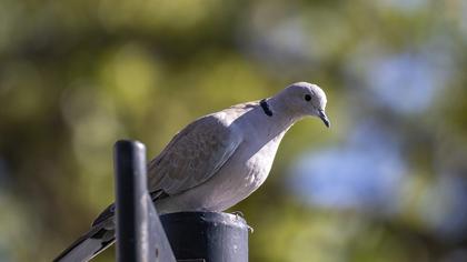 Eurasian Collared Dove